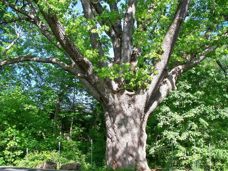 The Dover Oak beside the Appalachian Trail