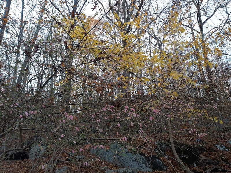 Autumn in Blue Mountain Reservation
