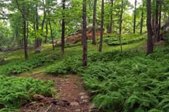 The Ramapo-Dunderberg Trail on Black Rock