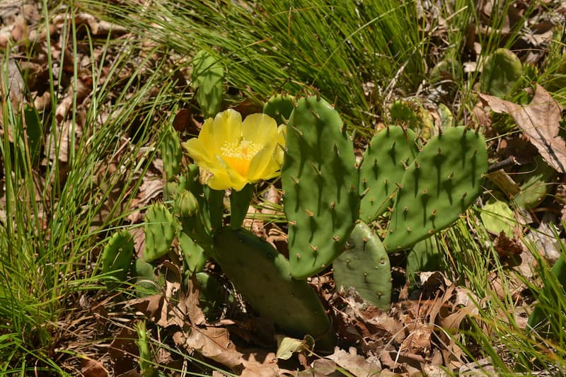 Prickly pear cactus on Sugarloaf Hill
